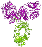 Ribbon structure of an antibody