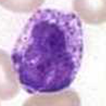 Microscope image of a stained basophil